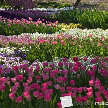 2024 Mein Bild - Elke Hickstein &quot;Botanischer Garten Mainz&quot;